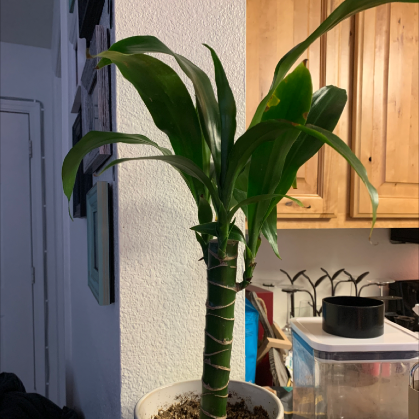 Photo of the plant species Dracaena 'Lisa' by @Starryeyedsky named Grace on Greg, the plant care app