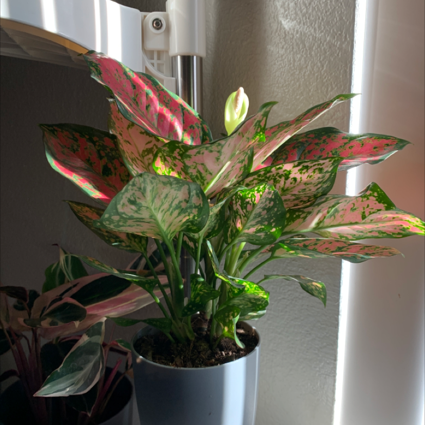 Photo of the plant species Pink Dalmatian Aglaonema by @Starryeyedsky named Surya on Greg, the plant care app
