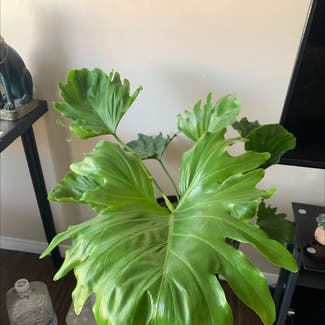 Split Leaf Philodendron plant in Victorville, California