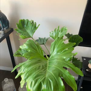 Split Leaf Philodendron plant photo by @Icyeli_ named Hope on Greg, the plant care app.