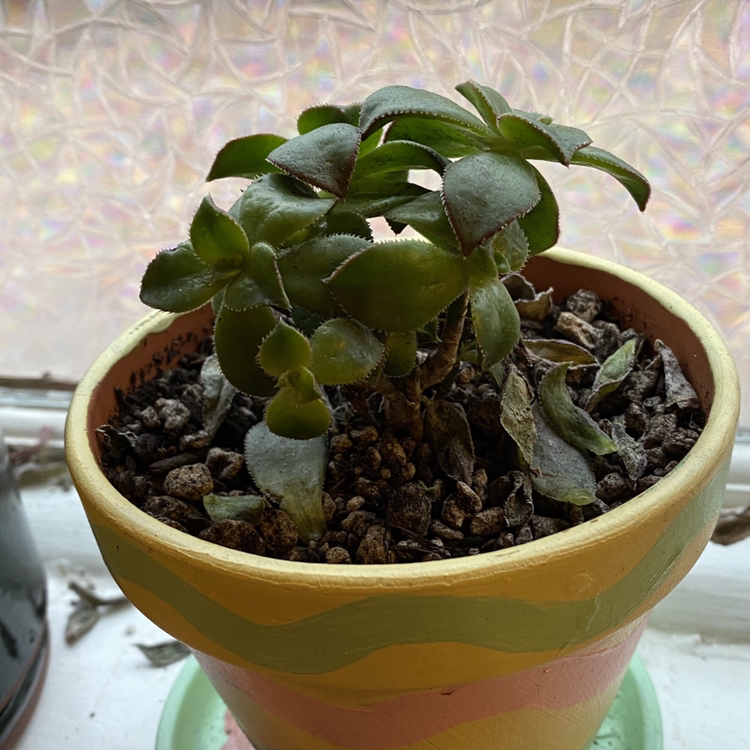 Potted Haworth's Aeonium with some wilting leaves in a decorative pot on a windowsill.