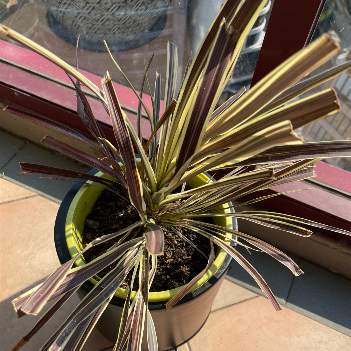 New Zealand Flax plant in a pot with yellowing and browning leaves, placed indoors near a window.