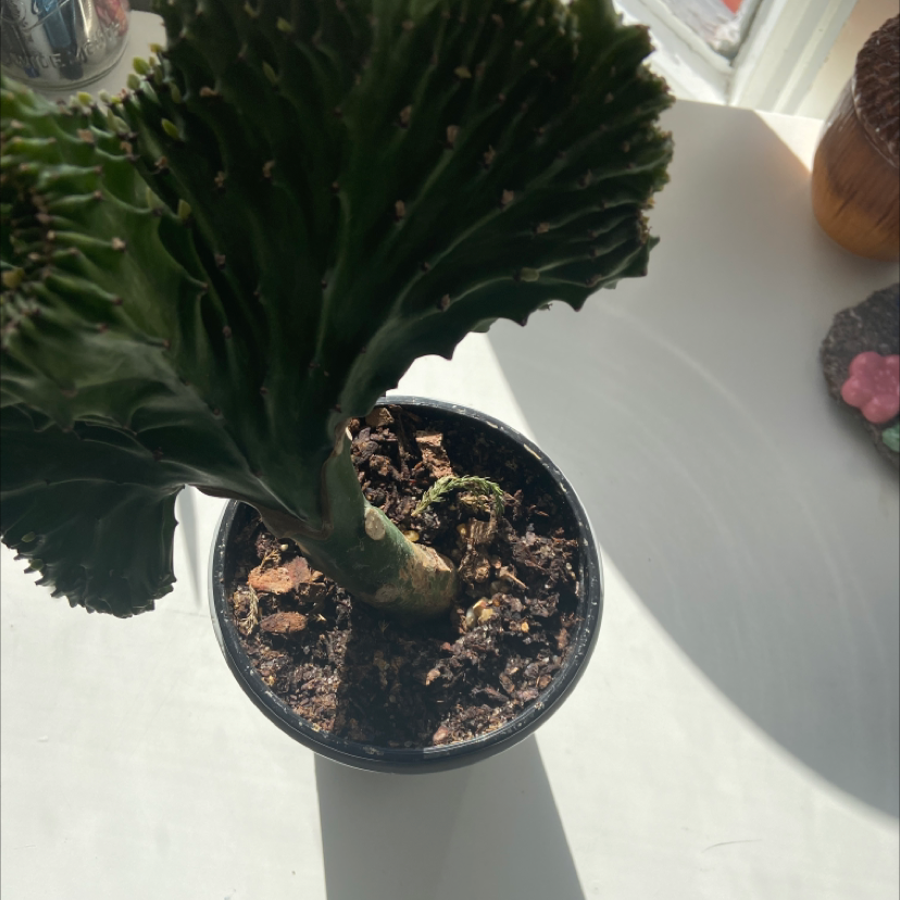 Potted Candelabra Cactus with visible soil, in good health.