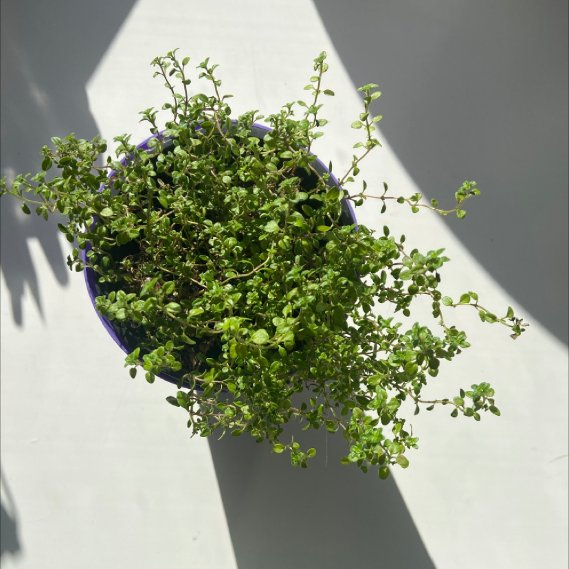 Healthy thyme plant with dense green foliage cascading over blue ceramic pot, set against light gray background.