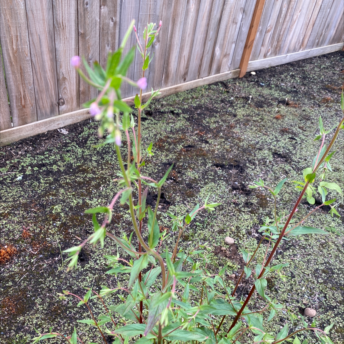 Northern Willowherb plant with slender stems and small pinkish flowers in an outdoor setting.