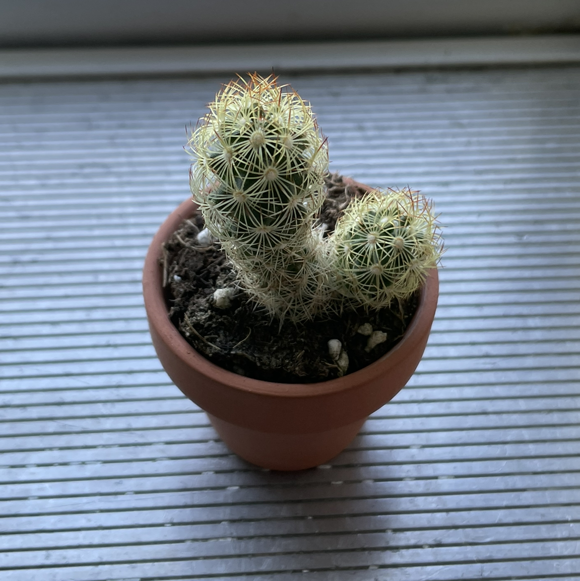 Photo of the plant species Lady Finger Cactus by @shayspezz named Morty on Greg, the plant care app