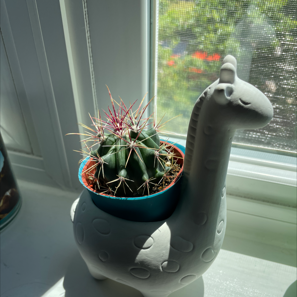 Emory's Barrel Cactus in a decorative animal-shaped pot on a windowsill.