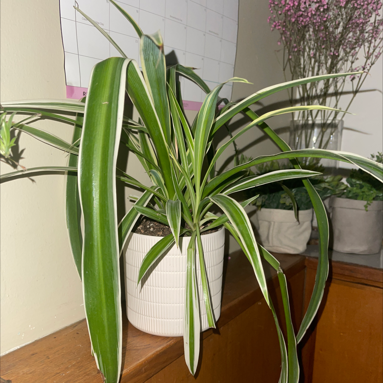 Spider Plant plant photo by Chloe named Spider Plant on Greg, the plant care app.