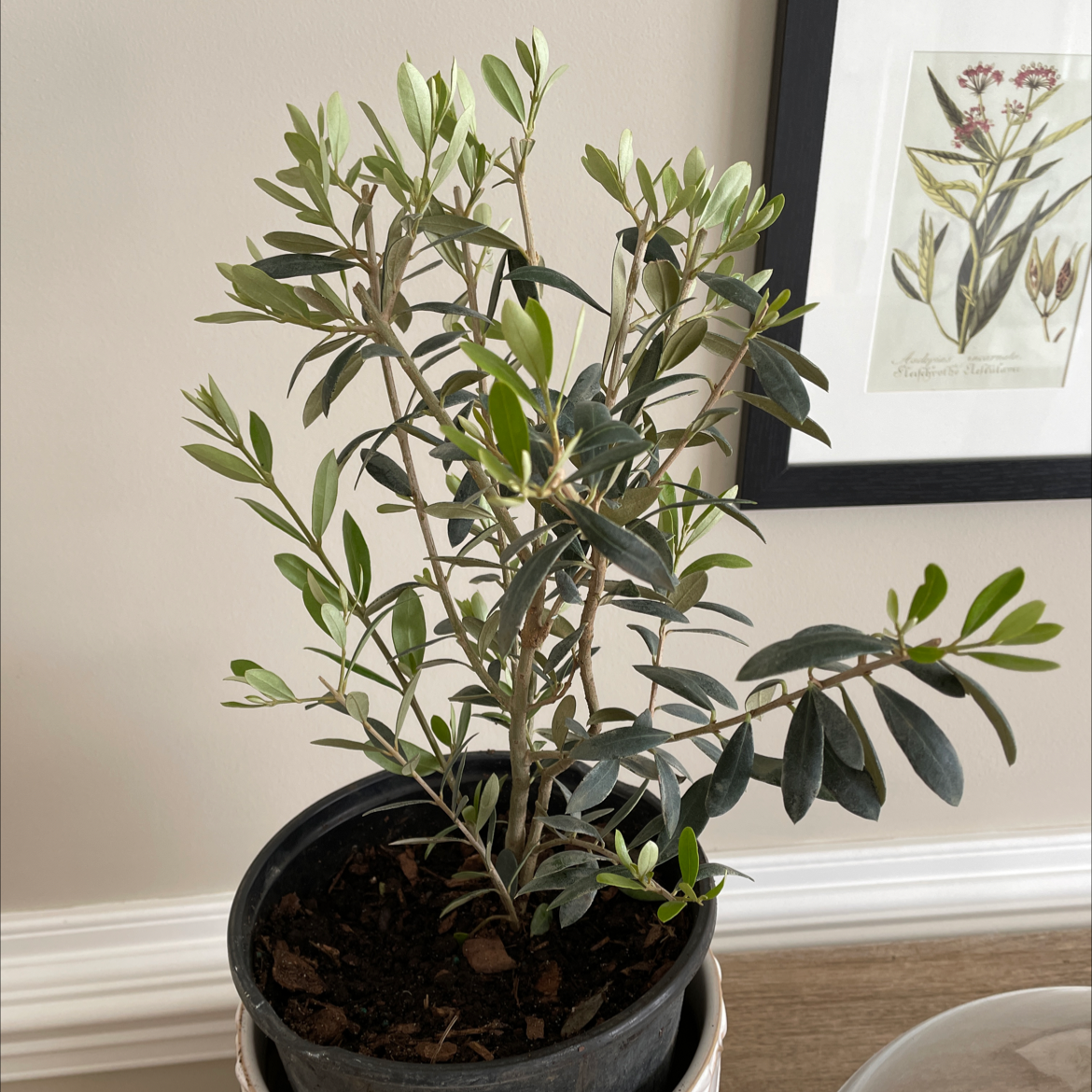 Best Potting Soil Mix For Olive Tree