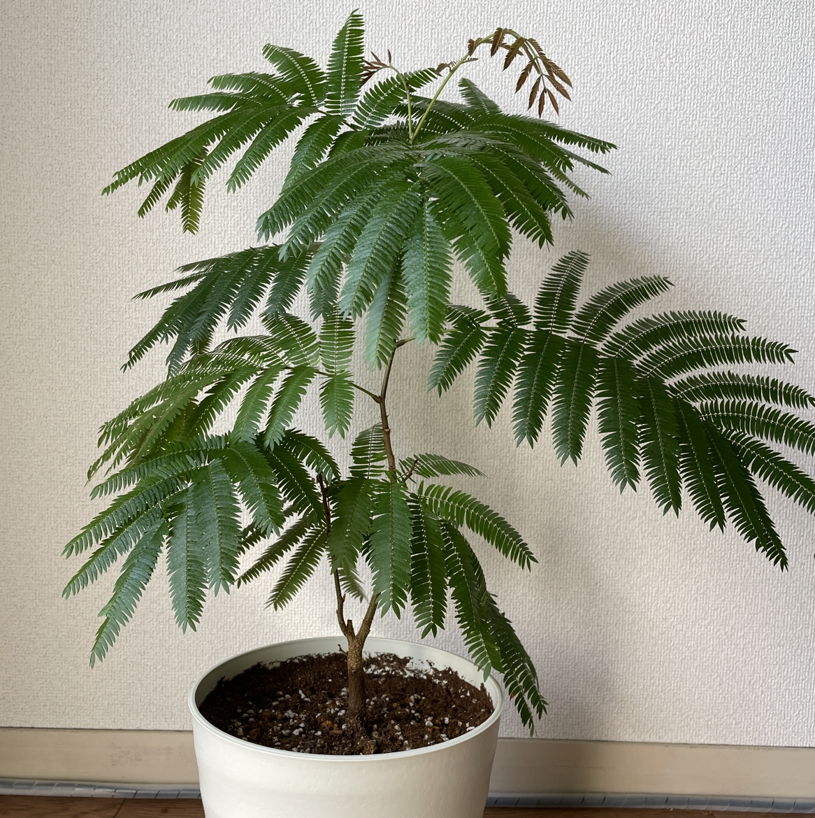 Potted Silk Tree with healthy green leaves in a white pot.