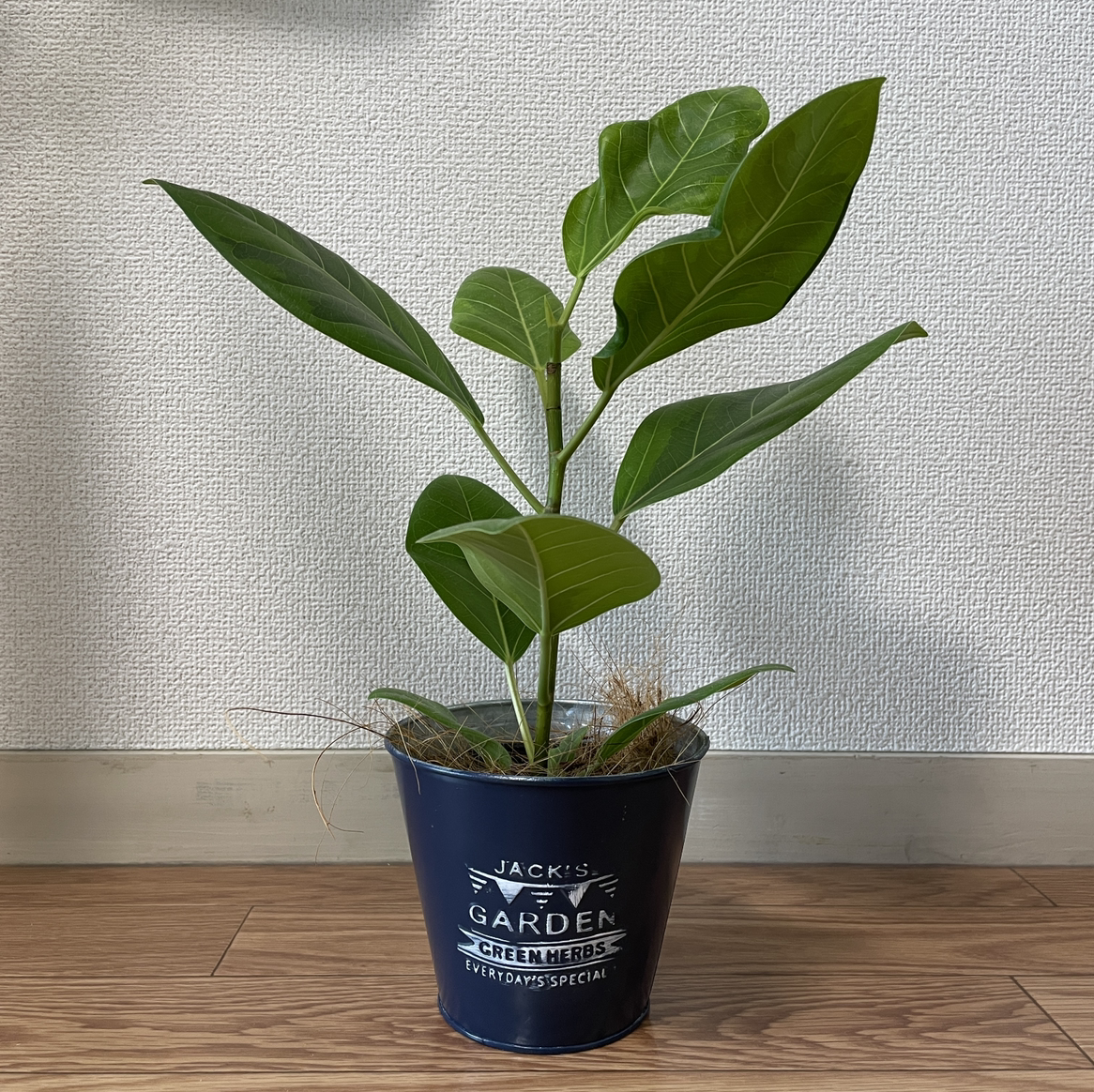 Photo of the plant species Council Tree by @yuuuya.vv named Nemo on Greg, the plant care app