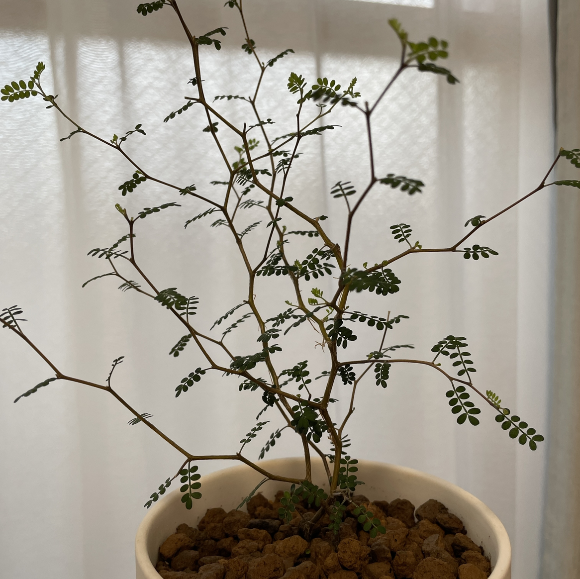 Photo of the plant species Kowhai by @yuuuya.vv named Aria on Greg, the plant care app