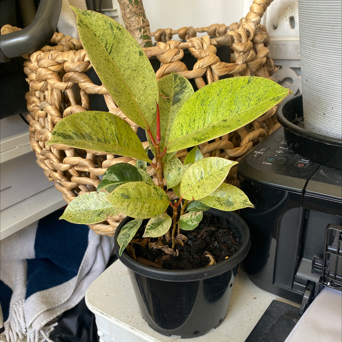 Ficus elastica 'Shivereana' plant in a black pot with variegated leaves, indoors on a white surface.