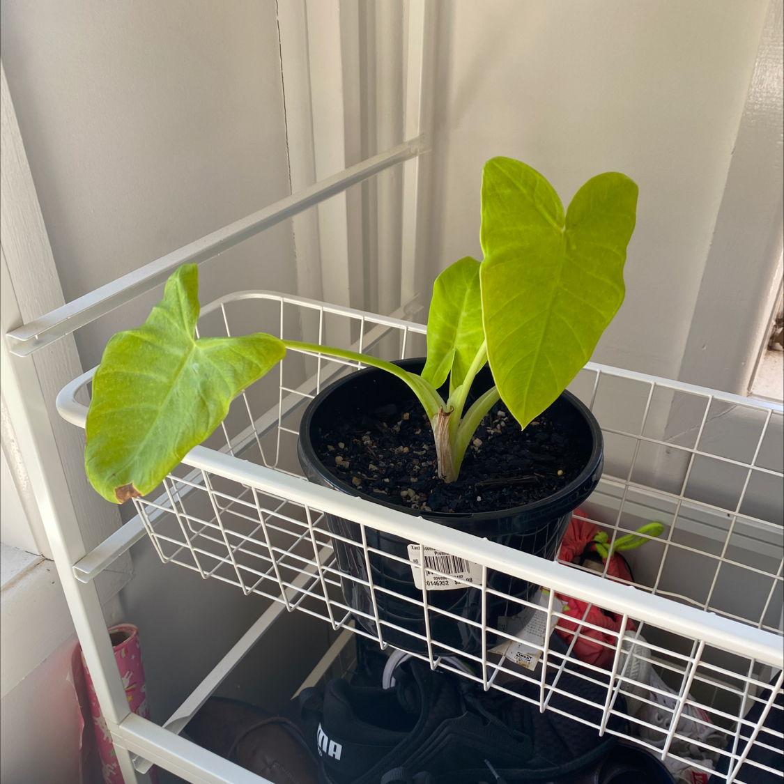 Photo of the plant species Lime Zinger Elephant Ear by Ryan named Your plant on Greg, the plant care app