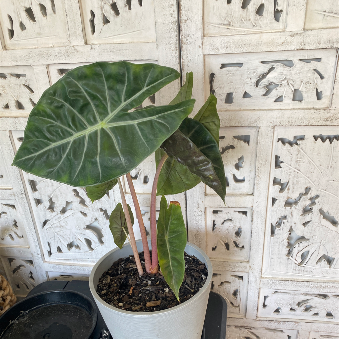 Alocasia Pink Dragon plant in a pot with dark green leaves and pink stems.