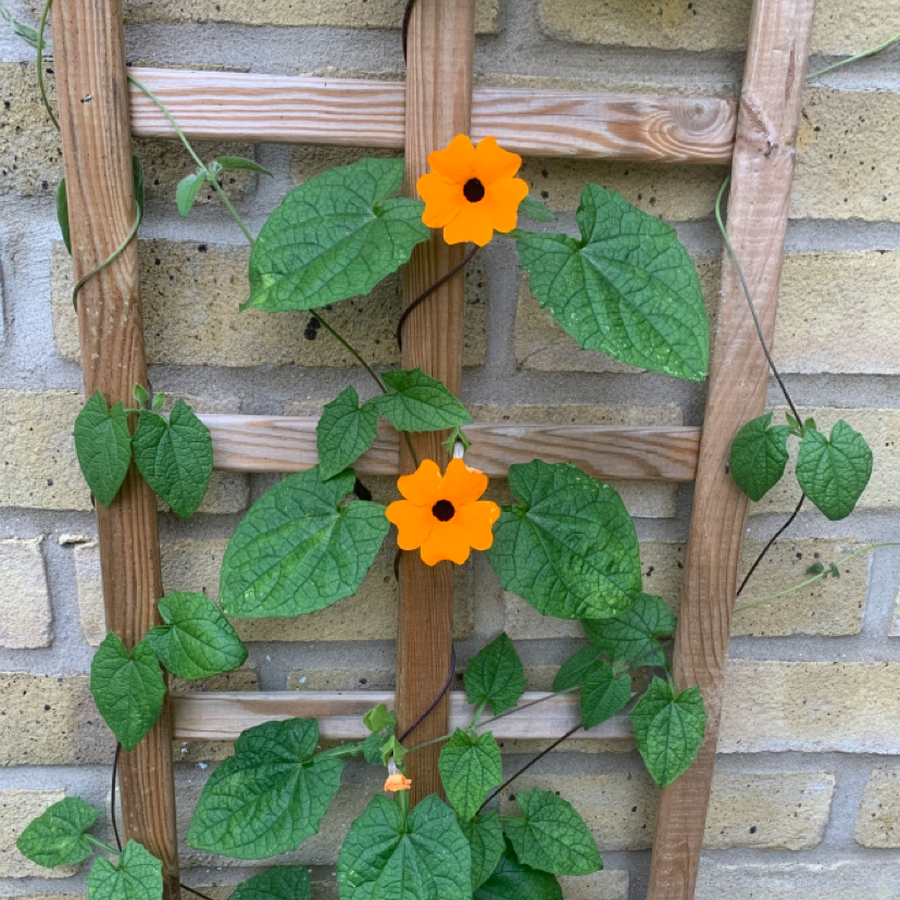 Blackeyed Susan Vine climbing on a wooden trellis with vibrant green leaves and bright orange flowers.