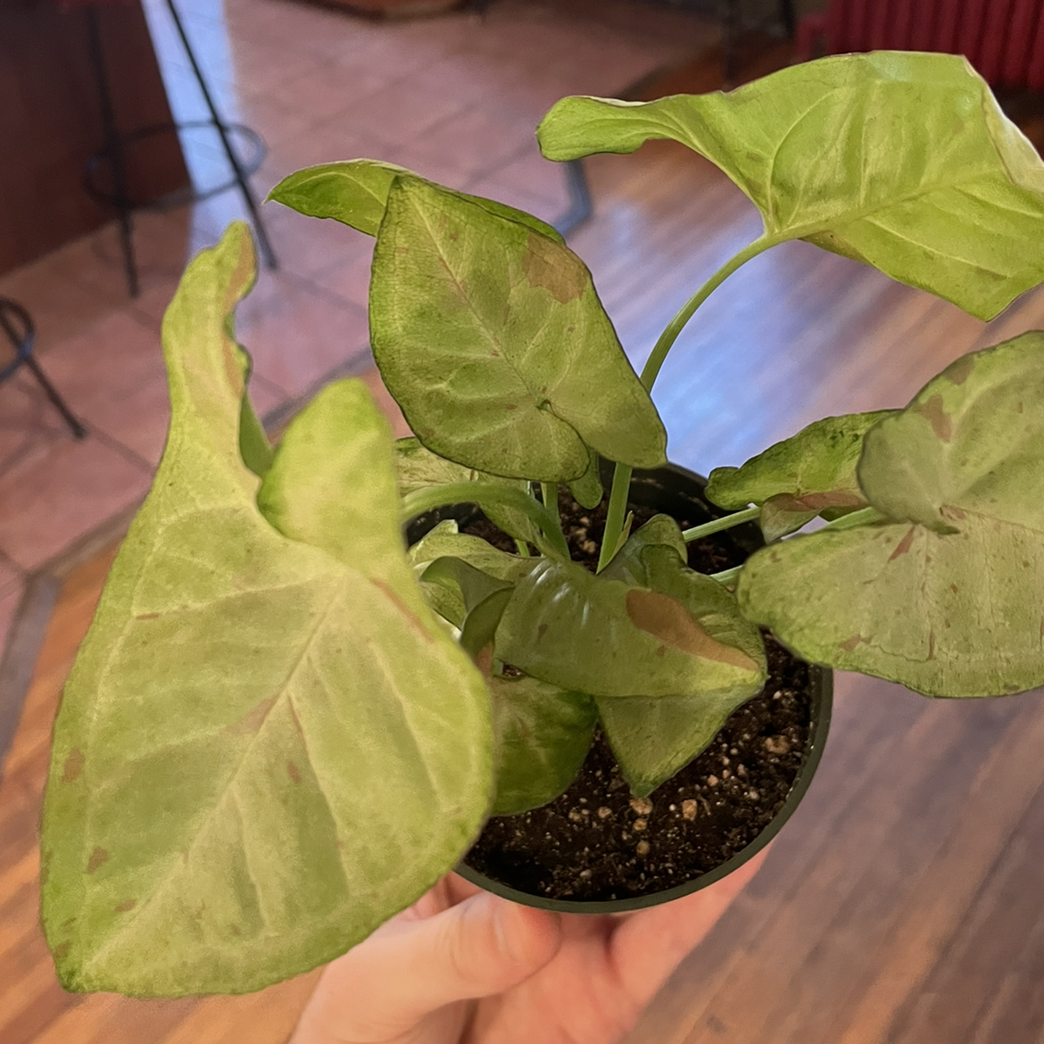 Confetti Syngonium plant with some browning leaves held by a hand, soil visible.