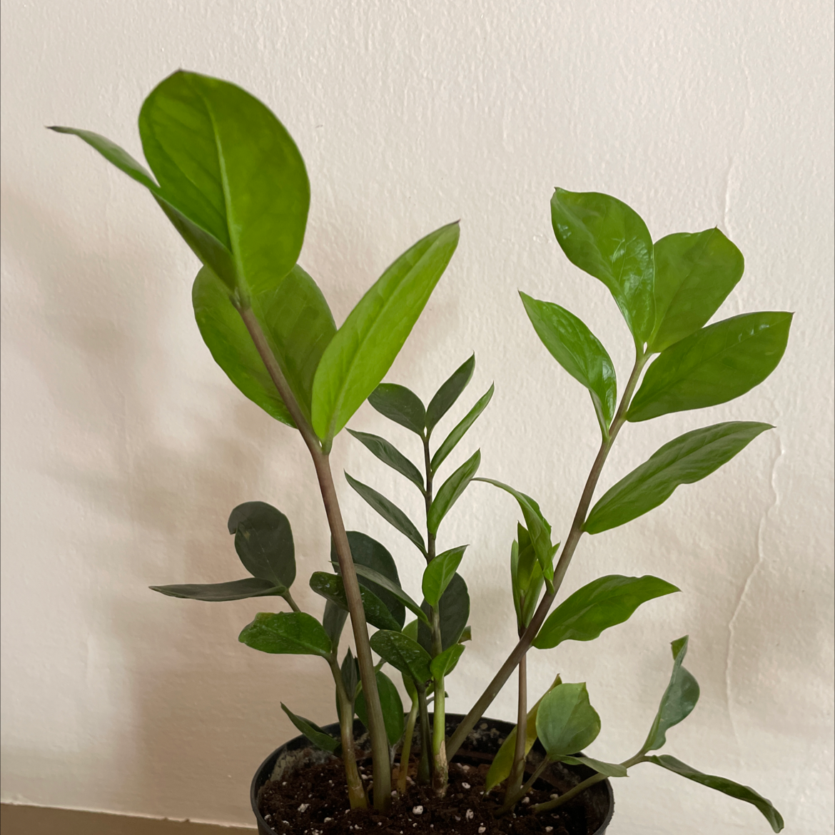 Zamioculcas Zamiifolia plant photo by @brando named Snorlax on Greg, the plant care app.
