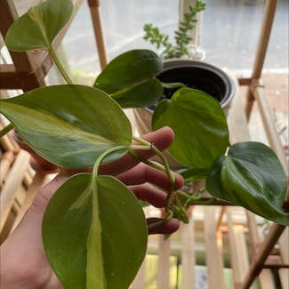 Philodendron Brasil plant in Albany, New York