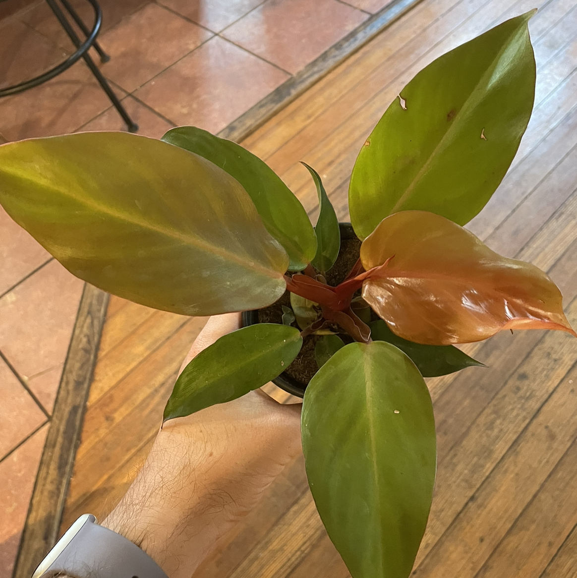 McColley's Finale plant with vibrant green and reddish leaves held by a hand.