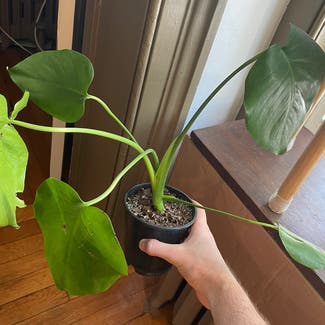 Monstera plant in Albany, New York