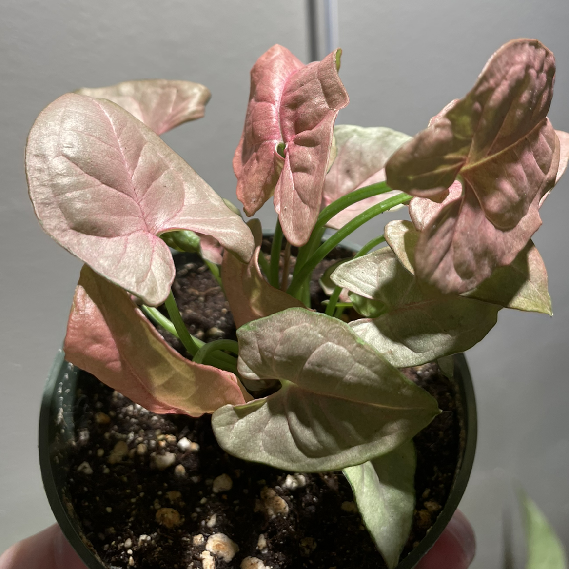 Pink Arrowhead Vine with healthy pink and green leaves in a pot with visible soil.