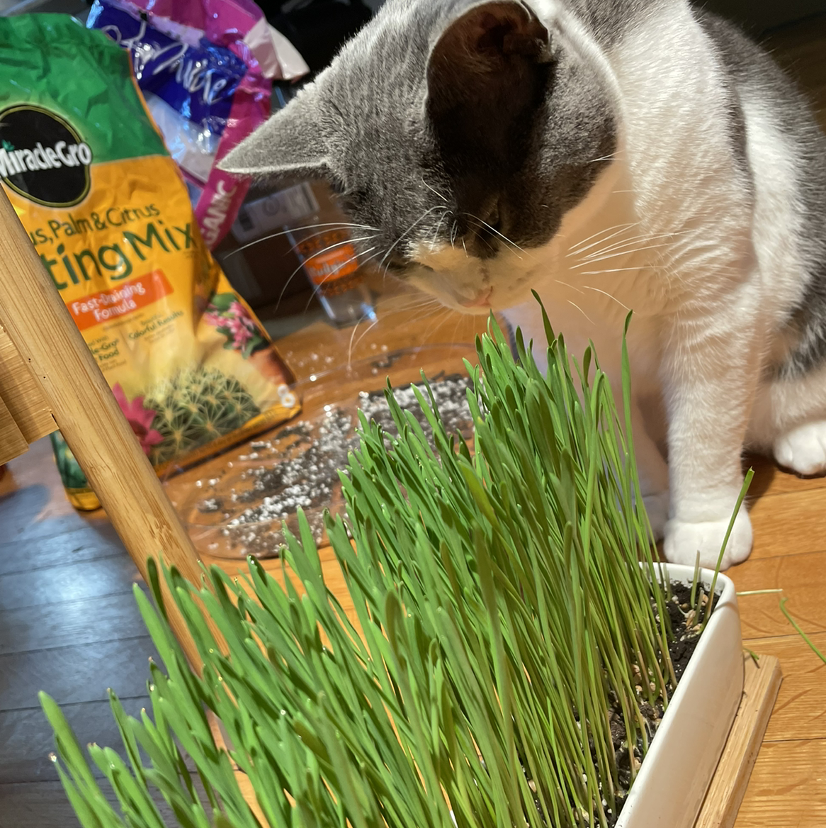 Healthy wheatgrass plant in a container with a cat nearby.