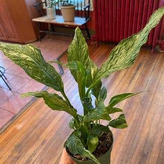 Domino Peace Lily plant in Albany, New York