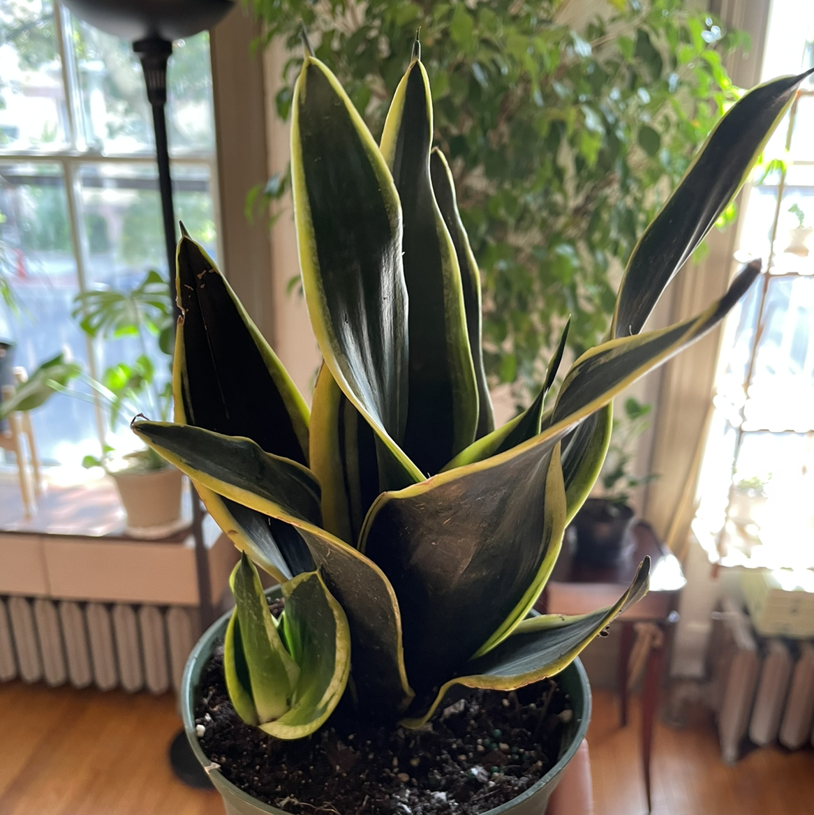 Black Gold Snake Plant in a pot with vibrant green leaves edged in yellow.