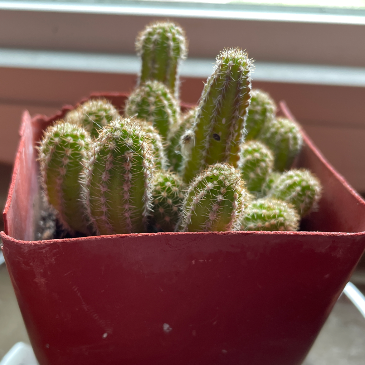 Peanut Cactus in a red pot, healthy and well-framed.