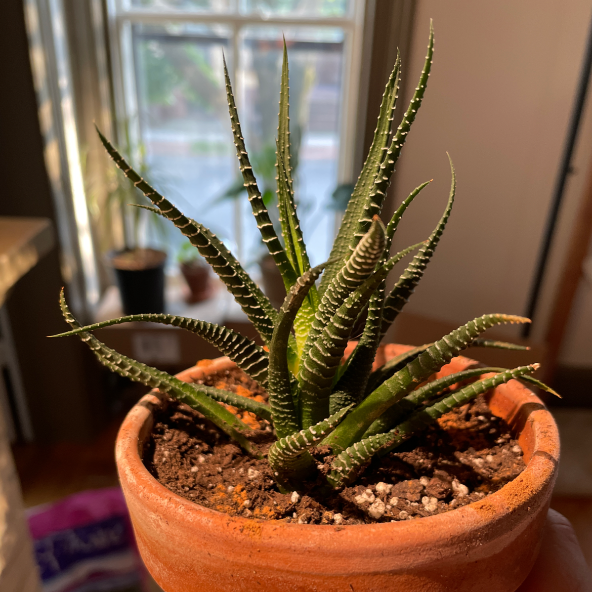 Zebra Plant plant photo by @brando named Flareon on Greg, the plant care app.