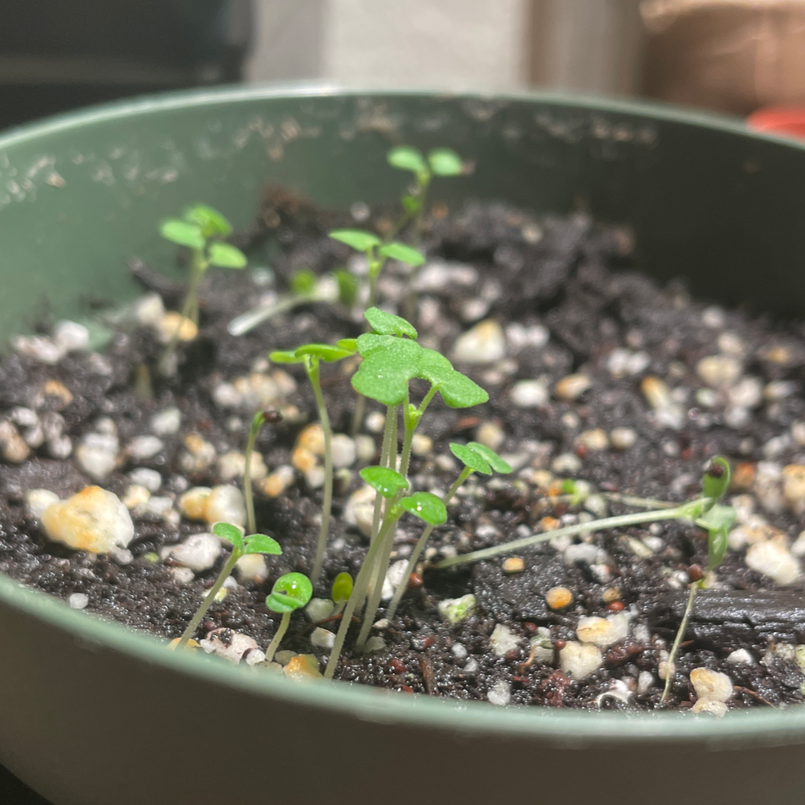 Photo of the plant species Catnip by @brando named Cat Crack on Greg, the plant care app