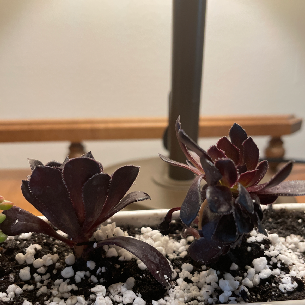 Photo of the plant species Aeonium arboreum 'Zwartkop' by @brando named Batman and Robin on Greg, the plant care app