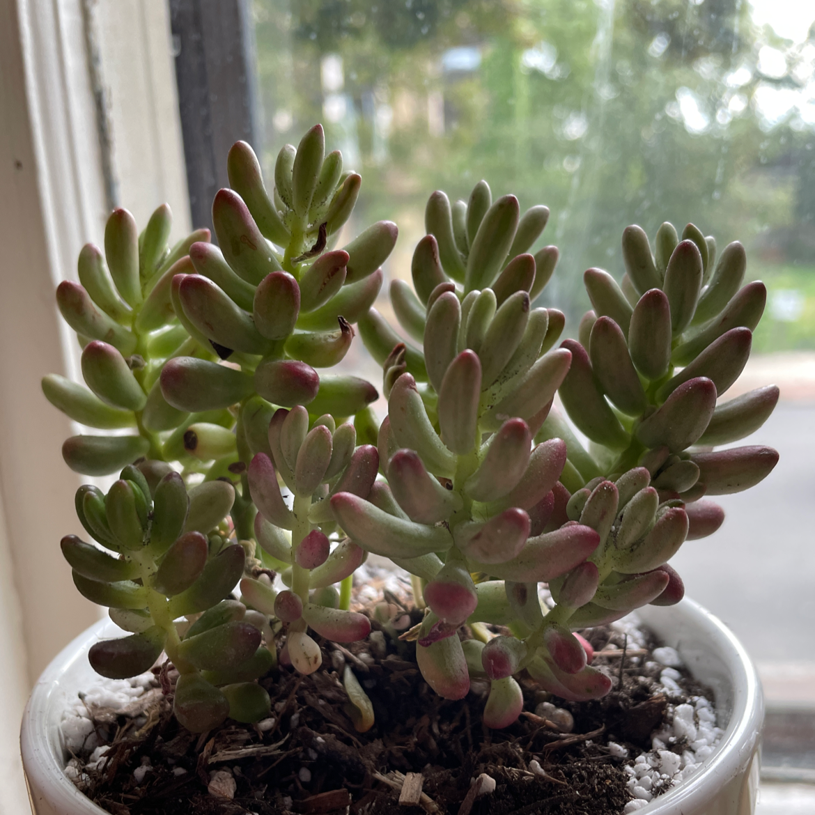 Aurora Pink Jelly Bean succulent in a white pot near a window, appearing healthy.