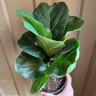 Fiddle Leaf Fig plant in Albany, New York