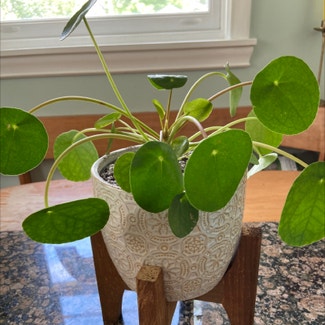 Chinese Money Plant plant in Denver, Colorado