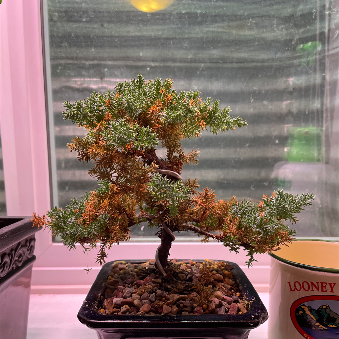 English Yew plant in a pot with some browning and yellowing leaves, placed near a window.