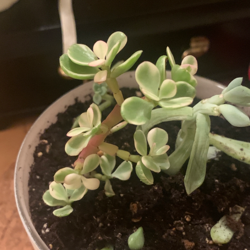 Variegated Jade plant in a pot with visible soil, showing healthy variegated leaves.