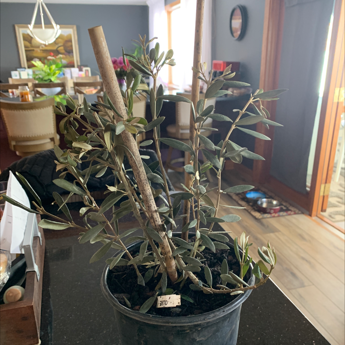 Indoor potted olive tree with visible soil and healthy leaves.