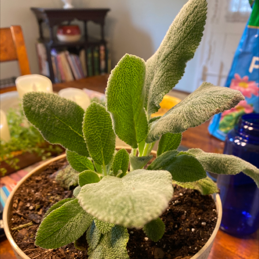 Healthy Lamb's Ear plant with soft, fuzzy leaves in a pot.