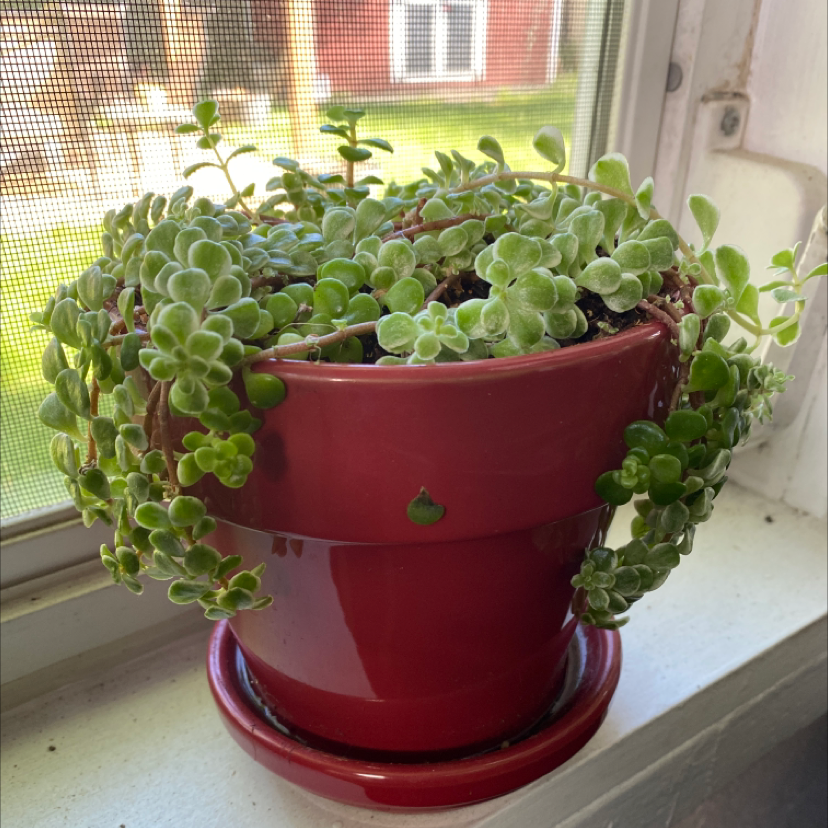 Potted Woodland Stonecrop plant with healthy green leaves in a red pot on a windowsill.