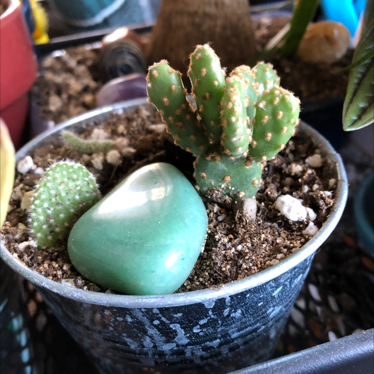 Small potted Brittle Prickly Pear cactus with a green stone in the soil.