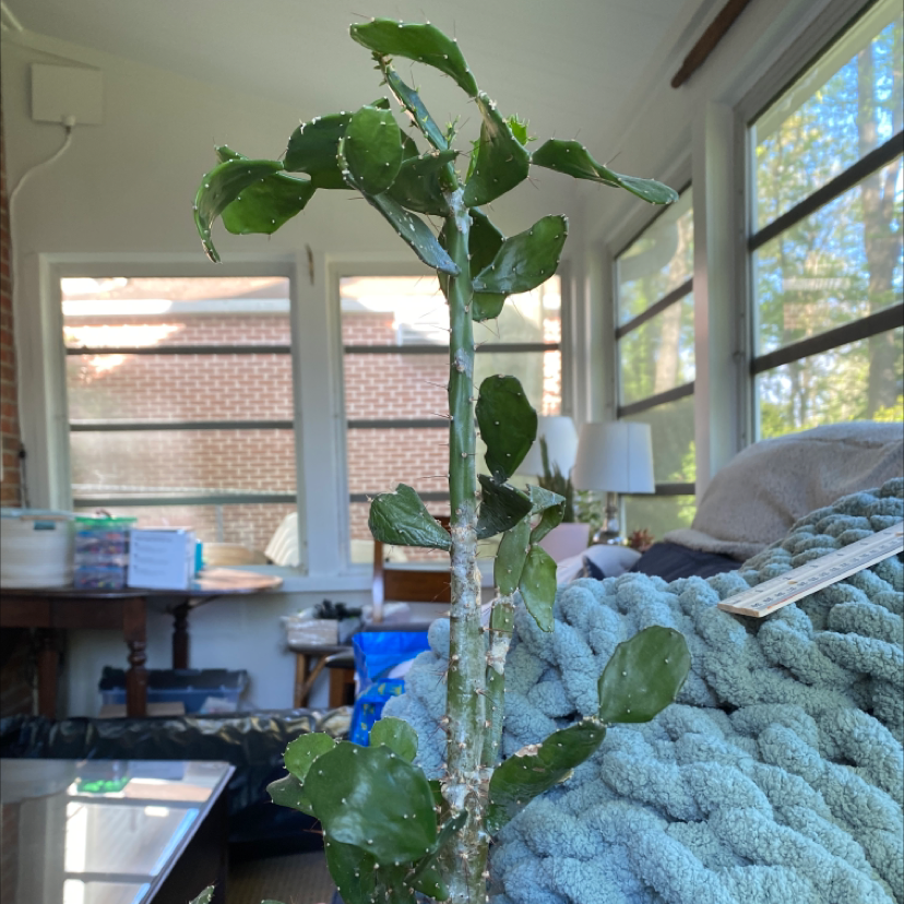 Indoor Brazilian Pricklypear plant, healthy and well-framed.