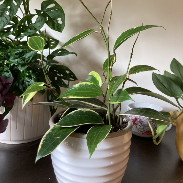 Hoya macrophylla 'Albomarginata' plant in a white pot with variegated leaves, surrounded by other plants.