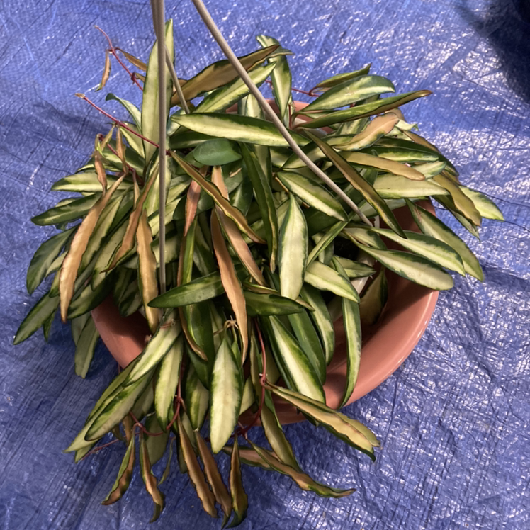 Stringbean Hoya plant photo by @Kaleskatan named Lola on Greg, the plant care app.