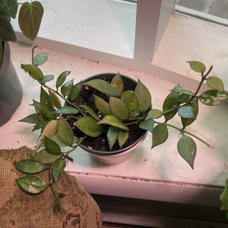 Photo of the plant species Hoya lacunosa by @Kaleskatan named Lac on Greg, the plant care app