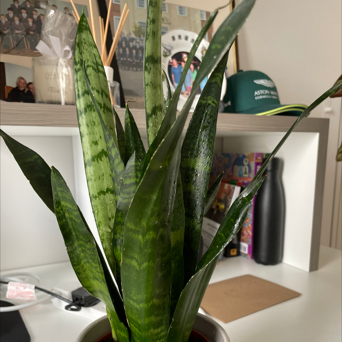 Snake Plant plant photo by @Alexplantperson named Freddie on Greg, the plant care app.