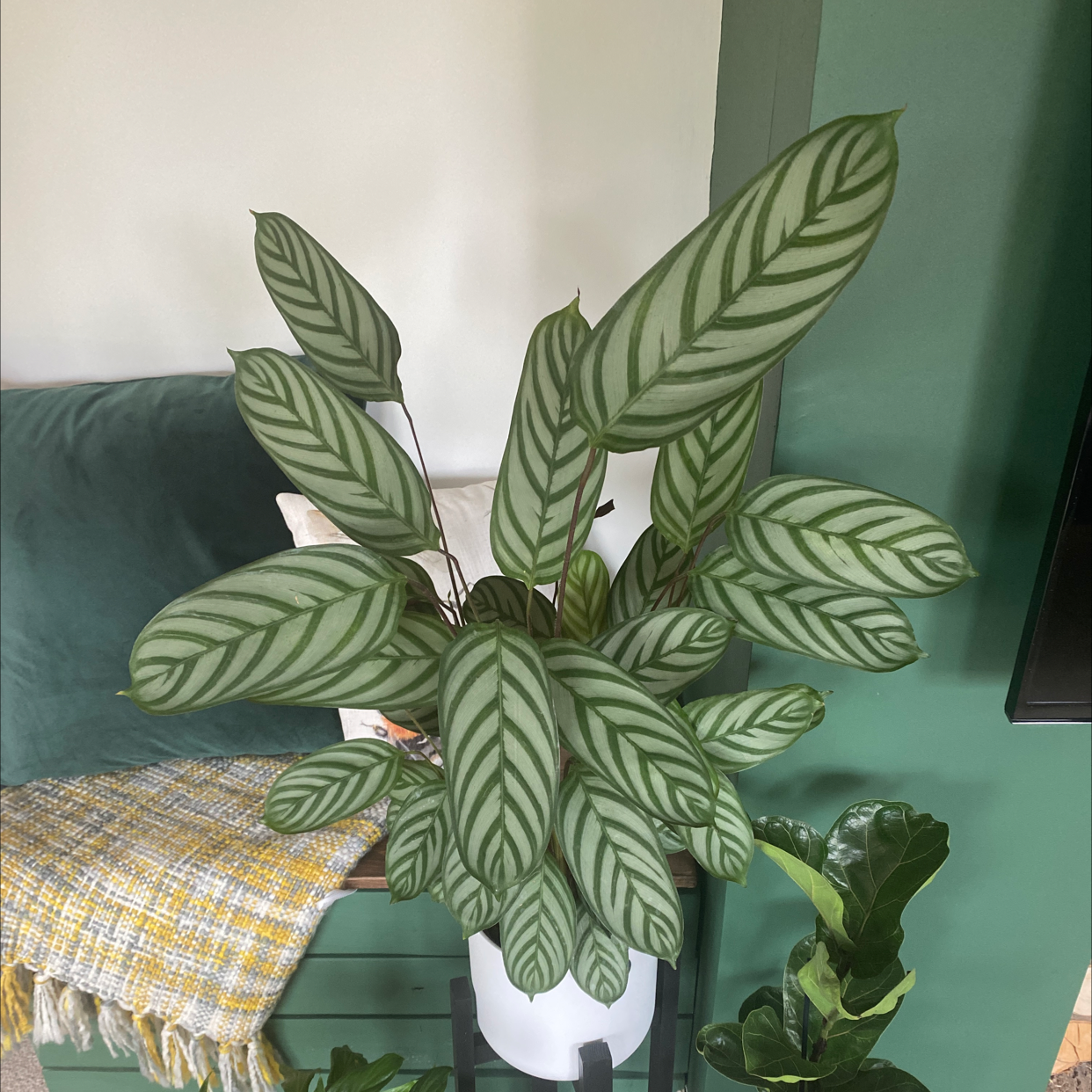 Photo of the plant species Never Never Ctenanthe by @bursill96 named DOREY on Greg, the plant care app