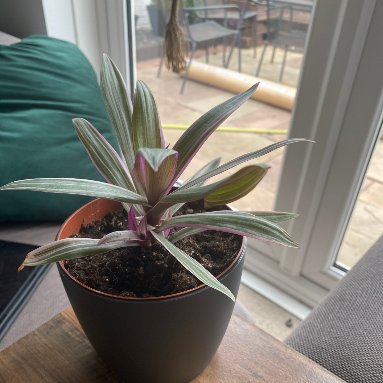 Moses-in-the-Cradle plant photo by @bursill96 named LOLA on Greg, the plant care app.