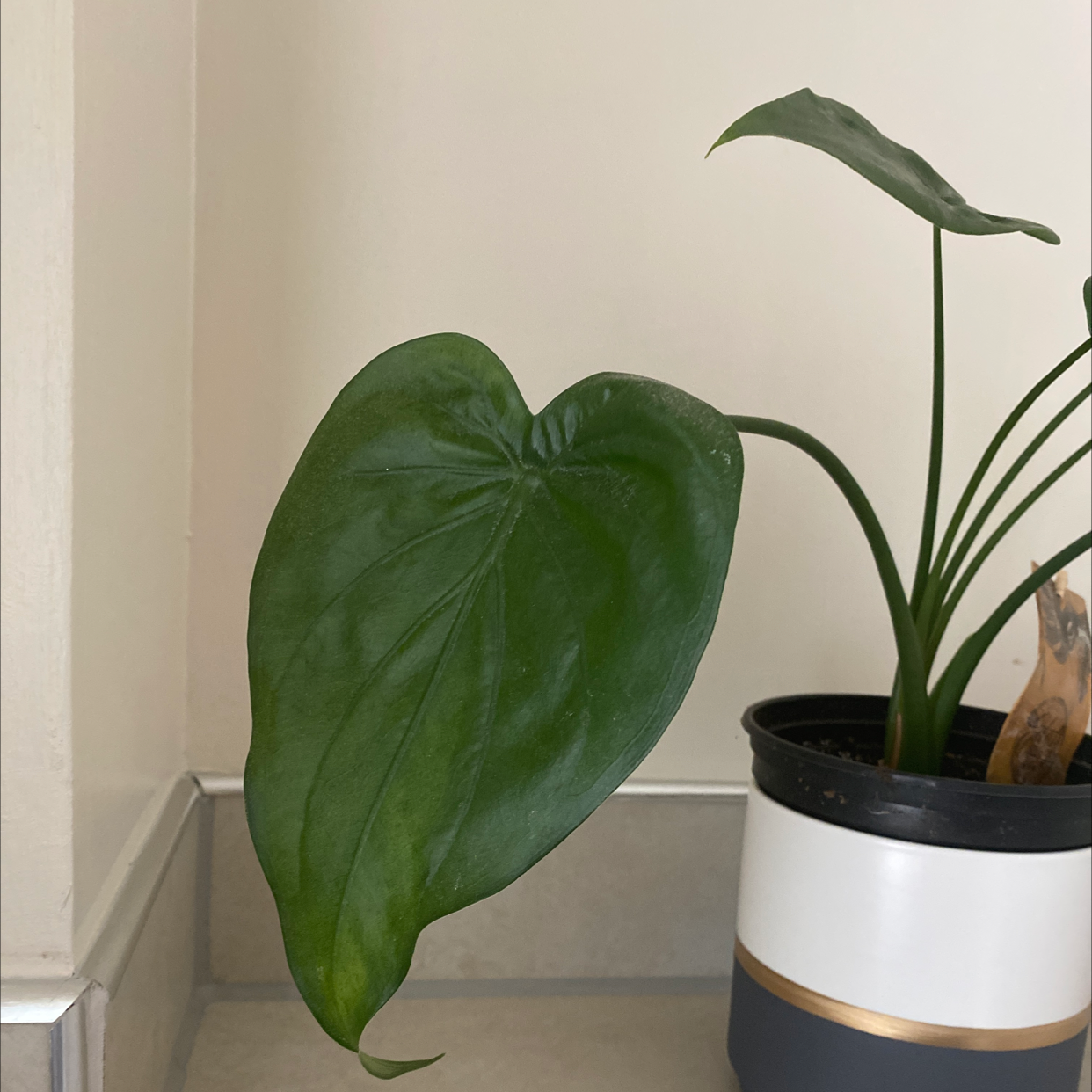 Chinese Taro plant photo by @bursill96 named ABI on Greg, the plant care app.